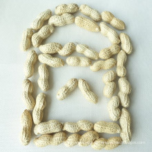 Los cacahuetes crudos con cáscara de Shandong cuentan el 11 de septiembre a la venta